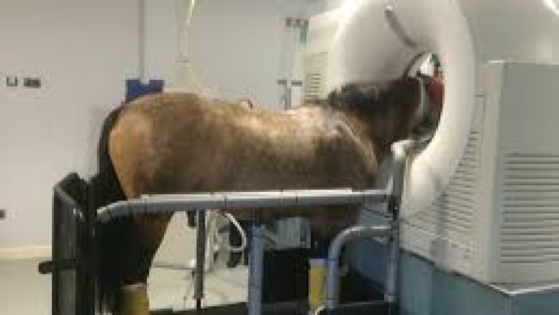 Advanced Diagnostic Imaging Training Course