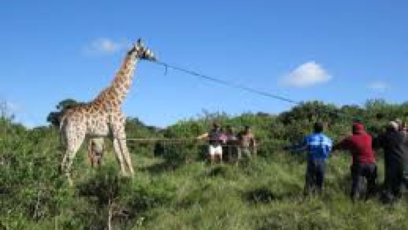 Advanced Wildlife Capture and Handling Training Course