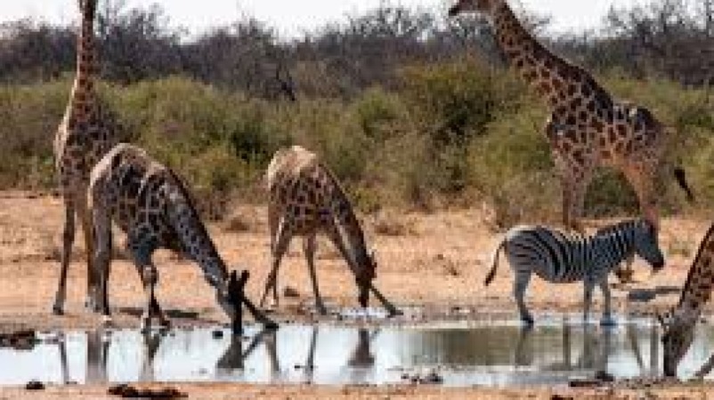 Advanced Wildlife Health and Care Training