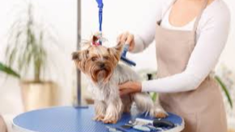 Animal Groomer Business Skills Training Course