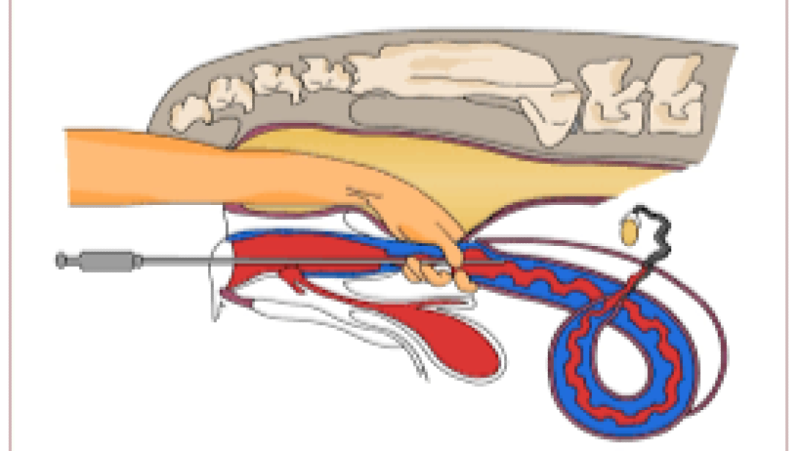 Animal Reproduction and Artificial Insemination Techniques Training Course