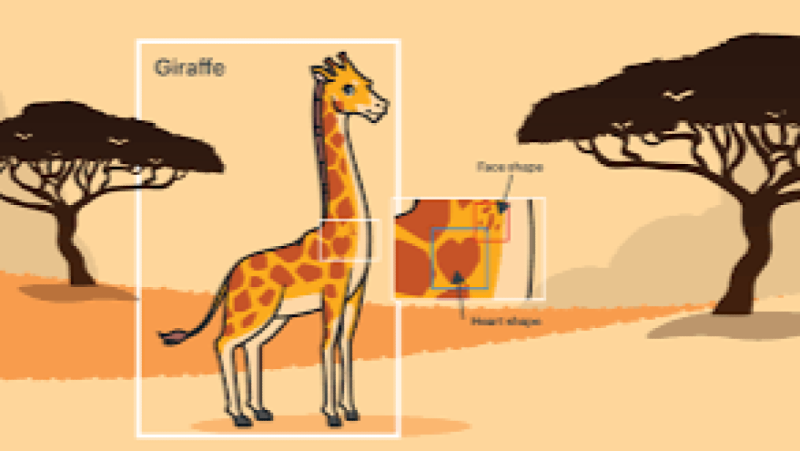 Automated Identification of Species using AI Training Course