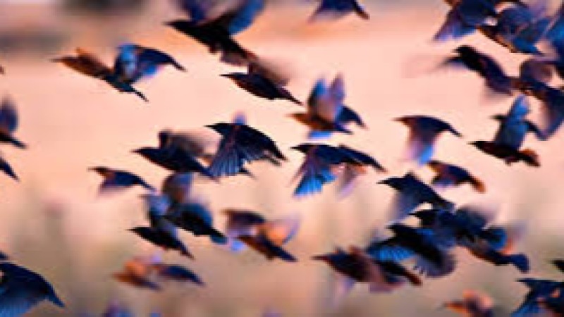 Avian Ecology and Migration Science Training Course