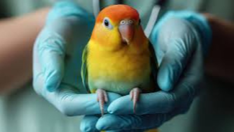 Avian Veterinary Medicine Training Course