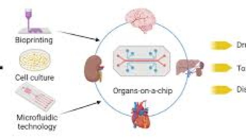 Bioprinting and Organ-on-a-Chip for Drug Testing Training Course