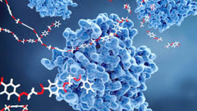Biotechnology and Enzyme Applications in Food Processing Training Course