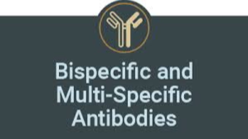 Bispecific and Multispecific Antibody Engineering Training Course