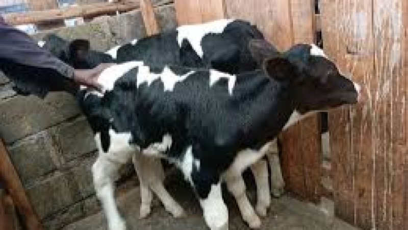 Calf Rearing and Care Training Course
