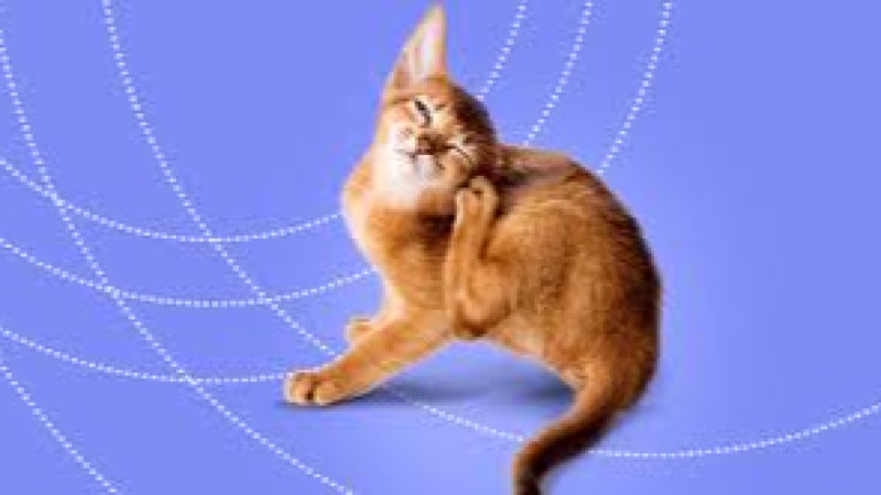 Canine and Feline Dermatology Training Course