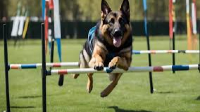 Canine Sports & Conditioning Training Course