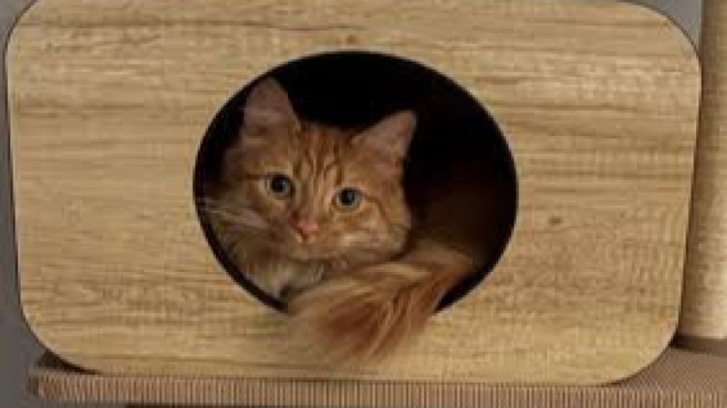 Cat Environmental Needs Training Course