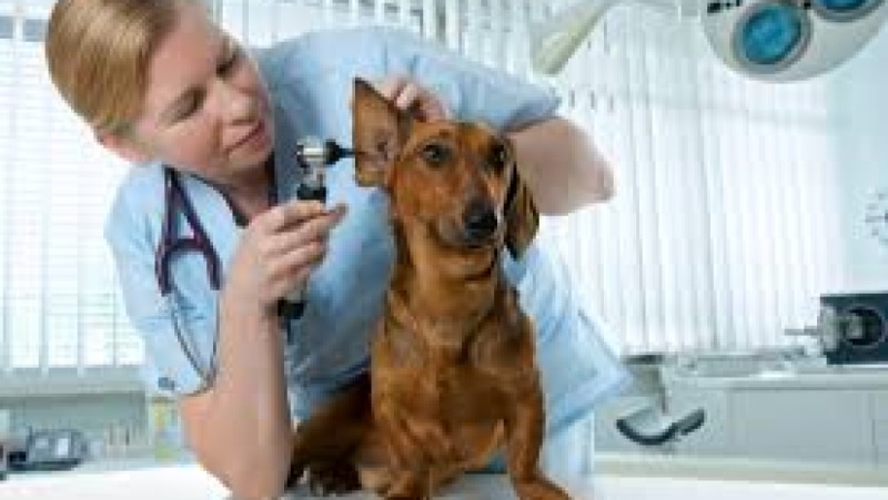 Clinical Trials in Veterinary Science Training Course