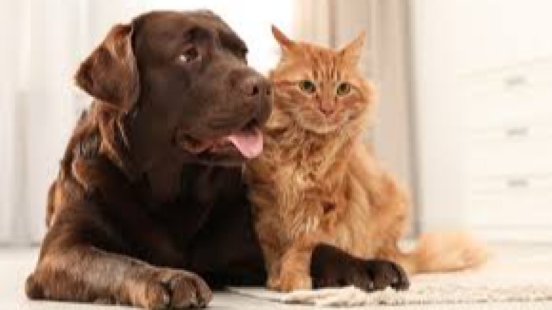 Companion Animal Behaviour Training Course