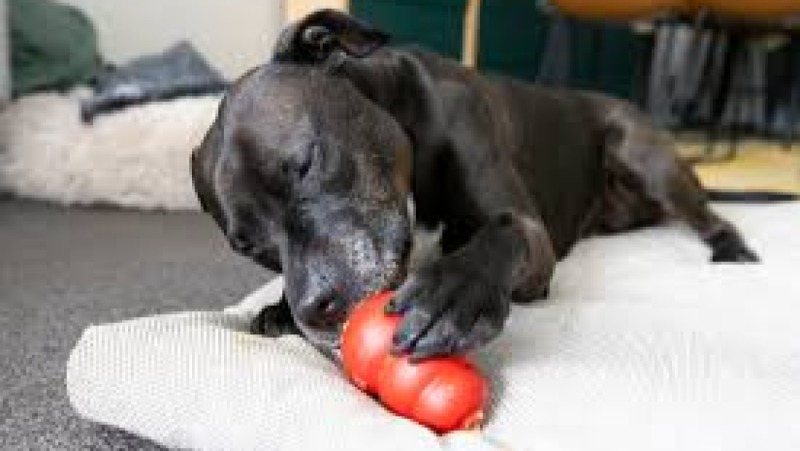 Companion Animal Safety Protocols Training Course