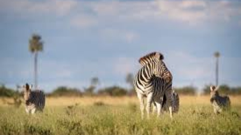 Ethical Guided Wildlife Practices Training Course