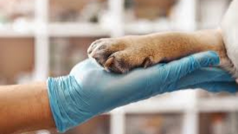 Fear & Anxiety Management in Pets Training Course