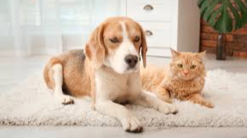 Feline Behaviour & Psychology Training Course