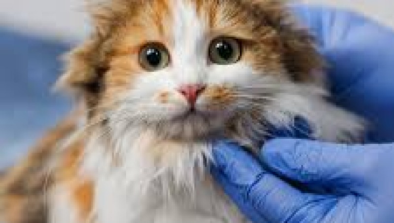 Feline Special Needs Care Training Course