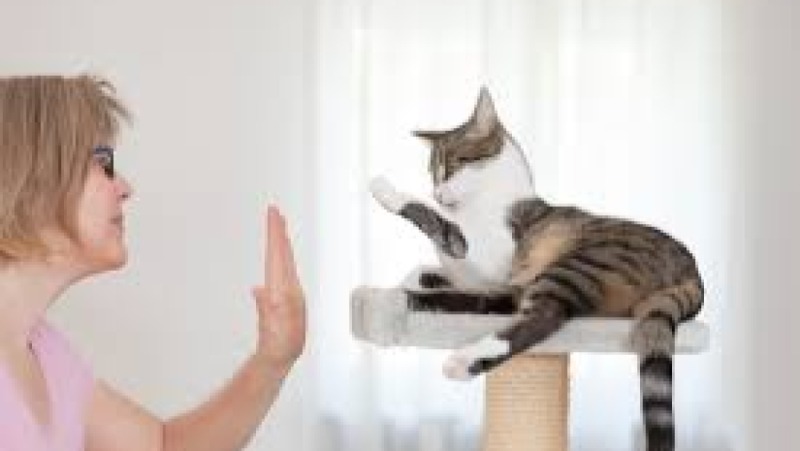 Feline Therapeutic Handling Training Course