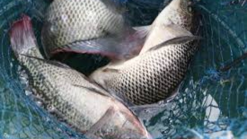 Fish Genetics & Breeding Training Course