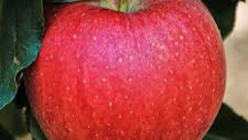 Food Sustainability, Mindful Eating, and Healthy Cooking Training Course