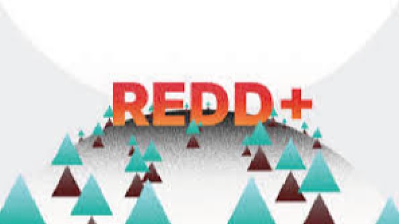 Forest Conservation and REDD+ (Reducing Emissions from Deforestation and Forest Degradation) Training Course