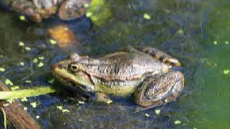 Freshwater Wildlife Ecology and Conservation Training Course