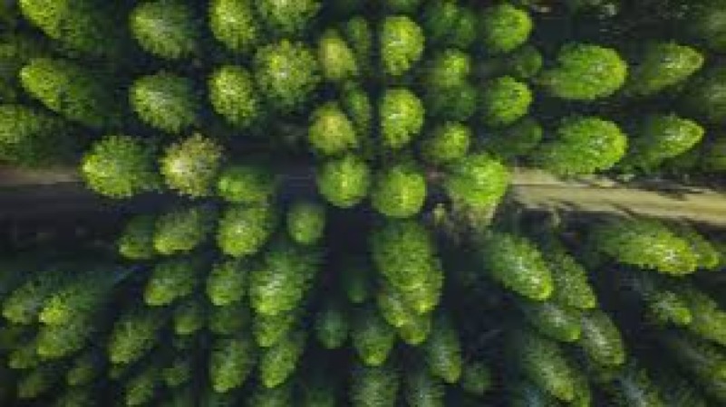 Green & Sustainable Bonds Training Course