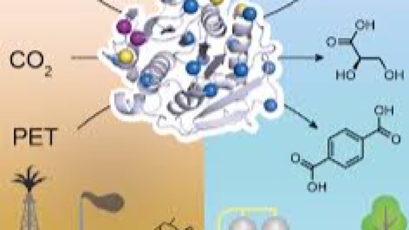 Industrial Enzyme Technology Training Course