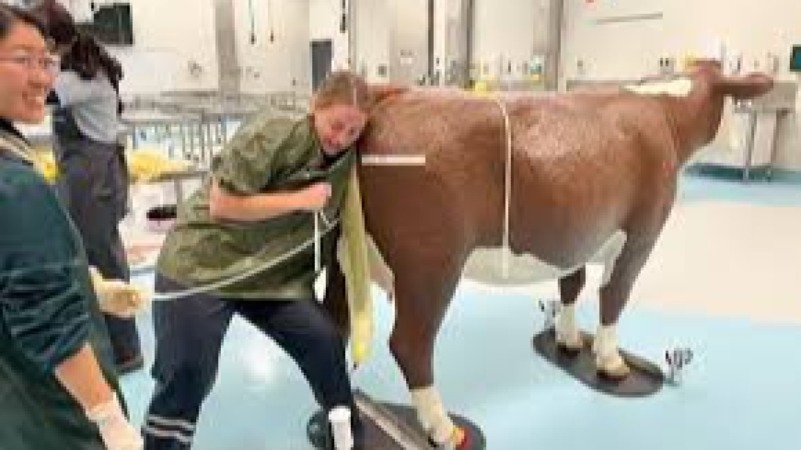 Large Animal Veterinary Techniques Training Course