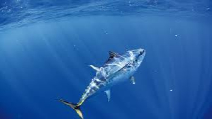 Marine Wildlife Health Training Course