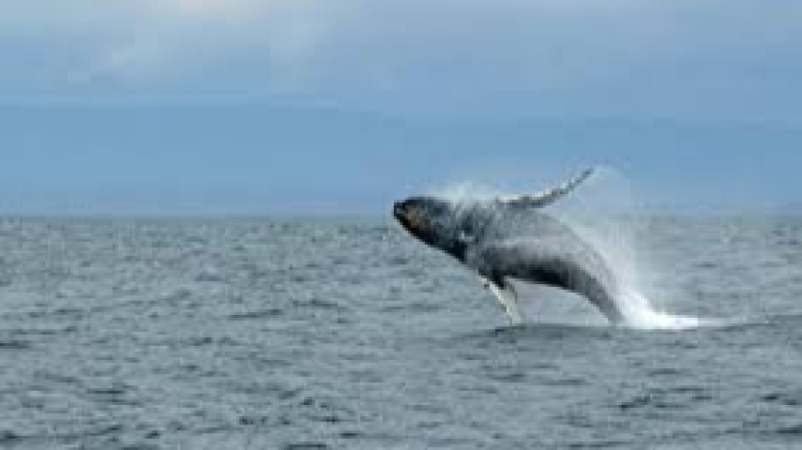 Mathematical Models of Population Growth Training Course