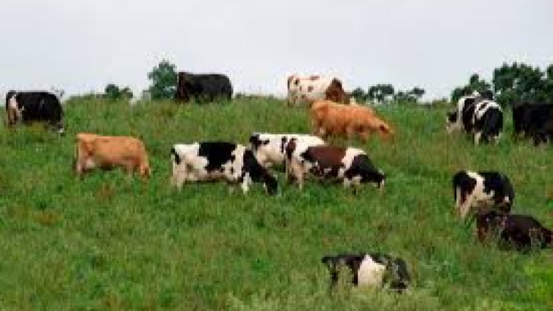 Organic Livestock Production Training Course