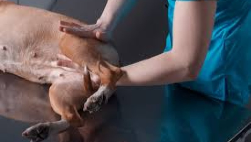 Pain Management in Animals Training Course