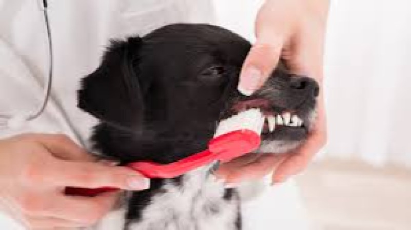 Pet Dental Health Care Training Course