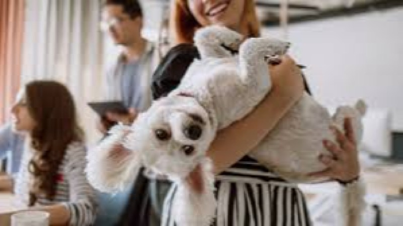 Pet Event Business Management Training Course