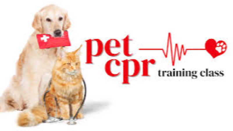 Pet First Aid & CPR Training Course