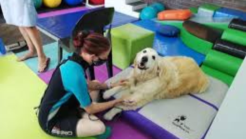 Pet Rehabilitation Practices Training Course