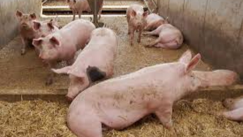 Pig Production & Health Training Course