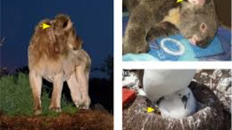 Radio Frequency Identification (RFID) for Wildlife Training Course