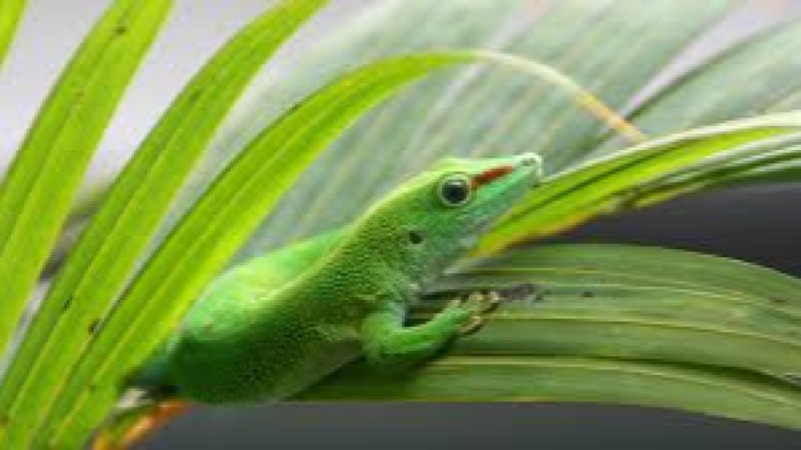 Reptile Husbandry Essentials Training Course