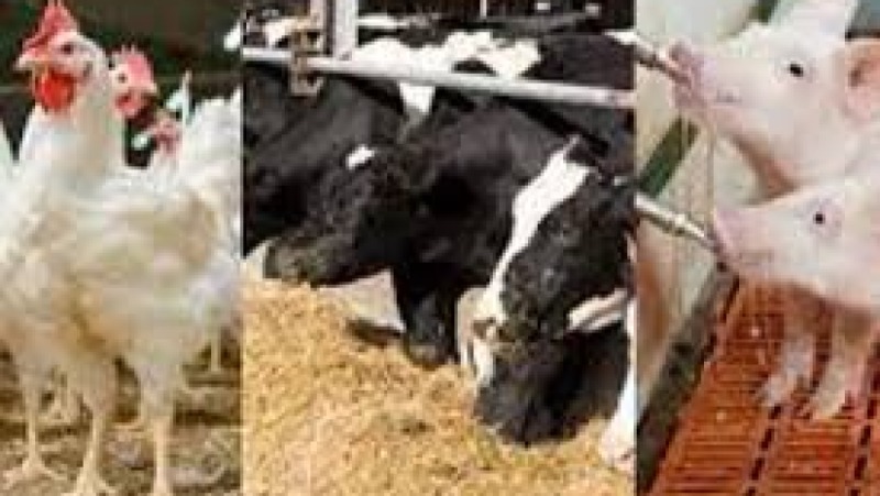 Ruminant Nutrition & Feeding Training Course