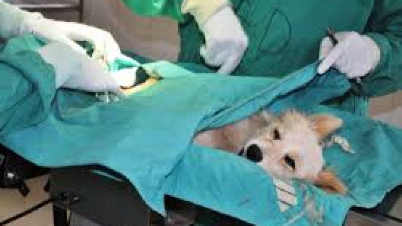 Small Animal Surgical Care Training Course