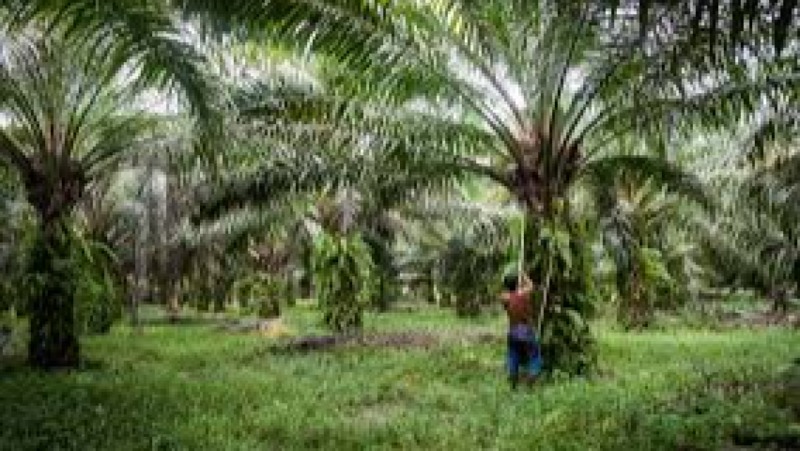 Sustainable Sourcing of Palm Oil and High-Risk Commodities Training Course