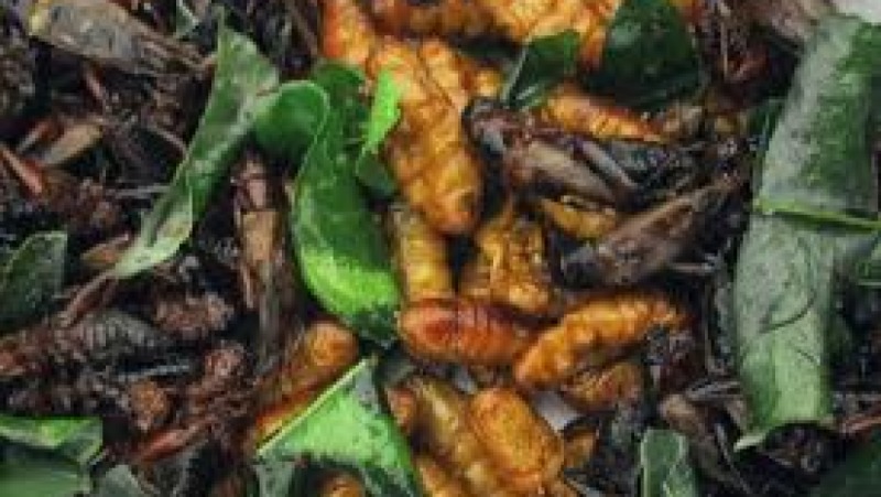 The Future of Protein: Alternative and Sustainable Sources Training Course