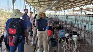 Training Course on Advanced Dairy Cattle Management and Milk Production Optimization