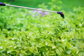 Training Course on Advanced Plant Pathology and Molecular Disease Diagnostics