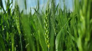 Training Course on Agribusiness Export and Import Regulations and Procedures