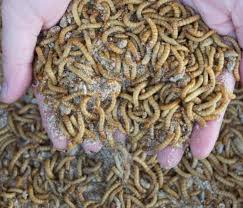 Training Course on Alternative Livestock Species Production (e.g., Quails, Insects for Feed)