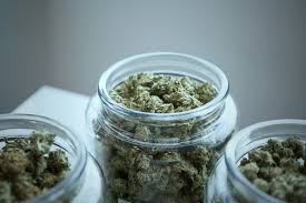 Training course on Cannabis and Psychedelics Law